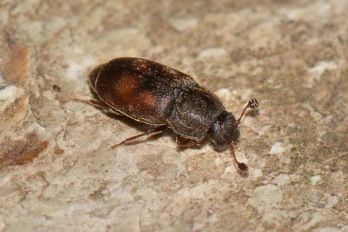 Nitidula carnaria - Nitidulidae